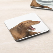 Vizsla, die voor witte achtergrond glanst drankjes onderzetter (Linkerzijde)