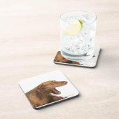 Vizsla, die voor witte achtergrond glanst drankjes onderzetter (Rechterzijde)