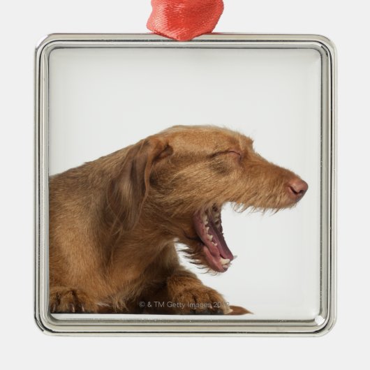 Vizsla, die voor witte achtergrond glanst metalen ornament (Voorkant)