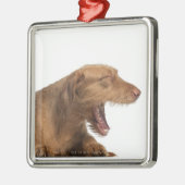 Vizsla, die voor witte achtergrond glanst metalen ornament (Links)