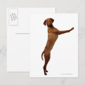 Vizsla Dog Briefkaart (Voorkant / Achterkant)