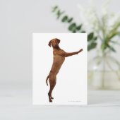 Vizsla Dog Briefkaart (Staand voorkant)