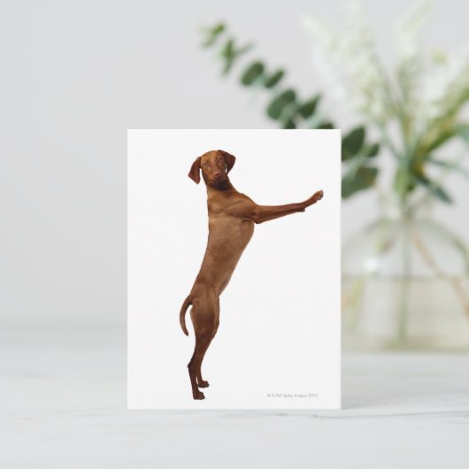 Vizsla Dog Briefkaart (Staand voorkant)