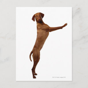 Vizsla Dog Briefkaart