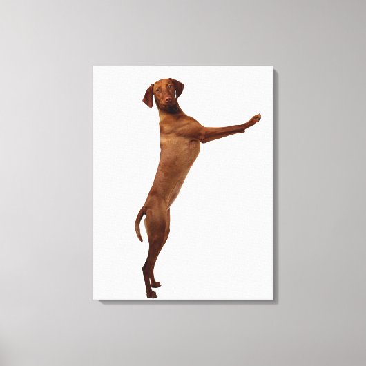 Vizsla Dog Canvas Afdruk (Voorkant)