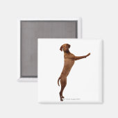 Vizsla Dog Magneet (Voorkant / Achterkant)