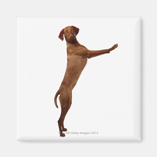 Vizsla Dog Magneet (Voorkant)