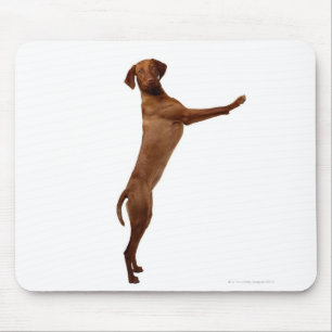 Vizsla Dog Muismat