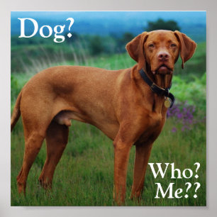 Vizsla - Dog? Poster
