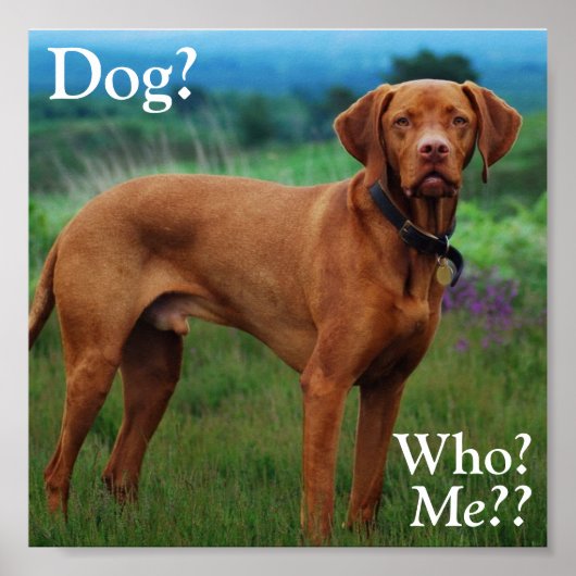 Vizsla - Dog? Poster (Voorkant)