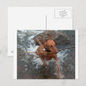 Vizsla_fetch in water.png briefkaart (Voorkant / Achterkant)