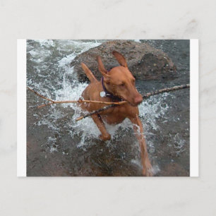 Vizsla_fetch in water.png briefkaart