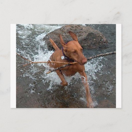 Vizsla_fetch in water.png briefkaart (Voorkant)