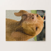 Vizsla Foto Jigzaag Puzzle Legpuzzel (Horizontaal)