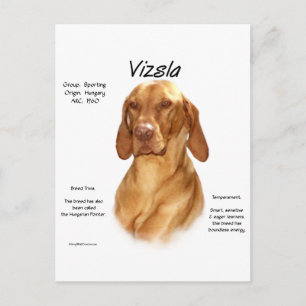 Vizsla Geschiedenis Briefkaart
