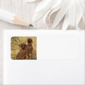 Vizsla Groep op de tweede plaats Etiket (Insitu)