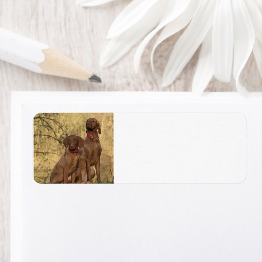 Vizsla Groep op de tweede plaats Etiket (Insitu)