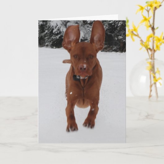 Vizsla - groot kijken mijn oren? kaart (Gele Bloem)