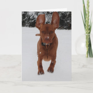 Vizsla - groot kijken mijn oren? kaart