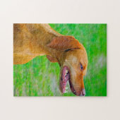 Vizsla-hondenlegpuzzels. Legpuzzel (Horizontaal)