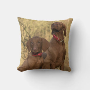 Vizsla Hound Dogs - Hunting Hounds - Kussen