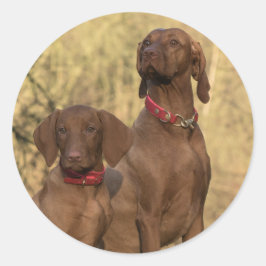 Vizsla Hound Dogs - Hunting Hounds - Ronde Sticker