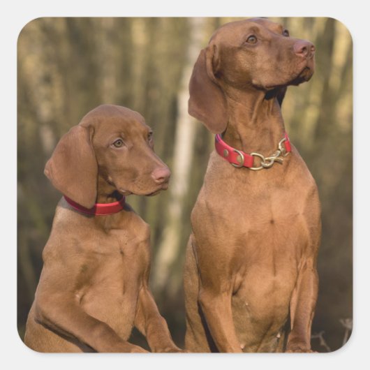 Vizsla Hound Dogs - Hunting Hounds - Vierkante Sticker (Voorkant)