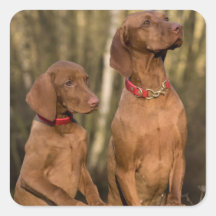 Vizsla Hound Dogs - Hunting Hounds -