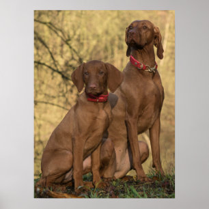 Vizsla Hound Dogs Poster