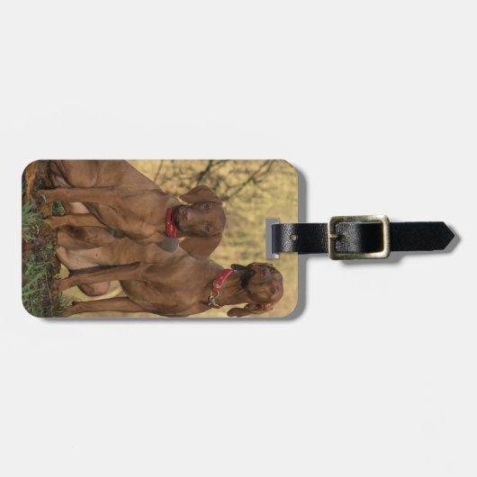 Vizsla Houndhonden Bagagelabel (Voorkant horizontaal)