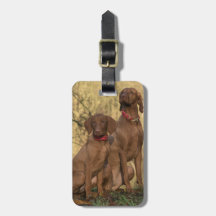 Vizsla Houndhonden