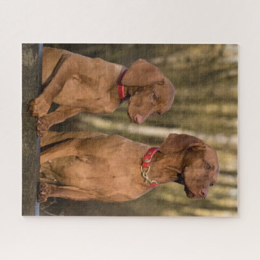 Vizsla Houndhonden Legpuzzel (Horizontaal)