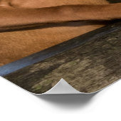 Vizsla Houndhonden Poster (Hoek)