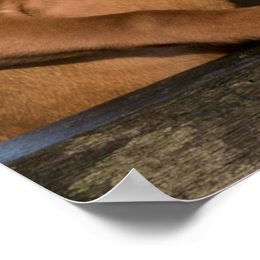 Vizsla Houndhonden Poster (Hoek)