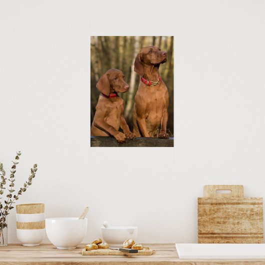 Vizsla Houndhonden Poster (Keuken)