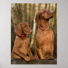 Vizsla Houndhonden Poster