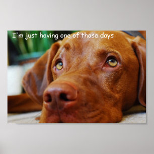 Vizsla - Ik heb slechts één van die dagen Poster