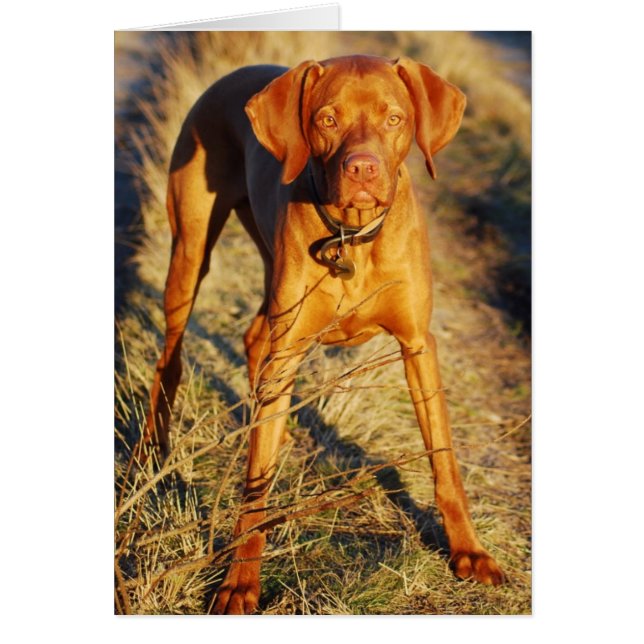 VIZSLA - IN DE ZON (Voorkant)
