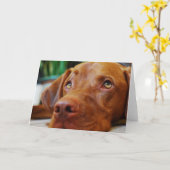 VIZSLA - lege kaart (Gele Bloem)