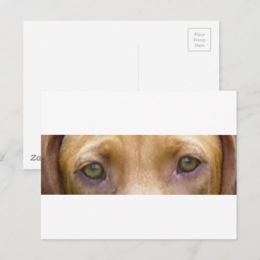 vizsla ogen.png briefkaart (Voorkant / Achterkant)