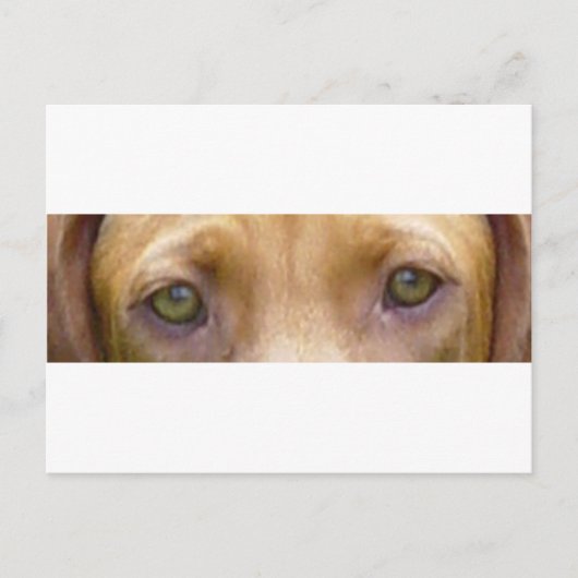 vizsla ogen.png briefkaart (Voorkant)