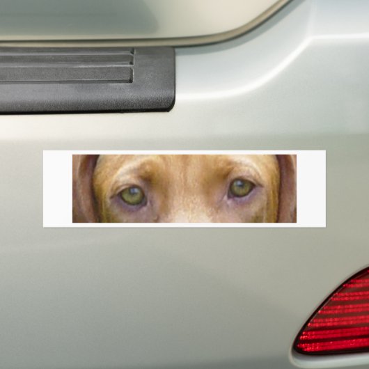 vizsla ogen.png bumpersticker (Op auto)