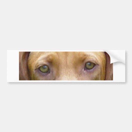 vizsla ogen.png bumpersticker (Voorkant)