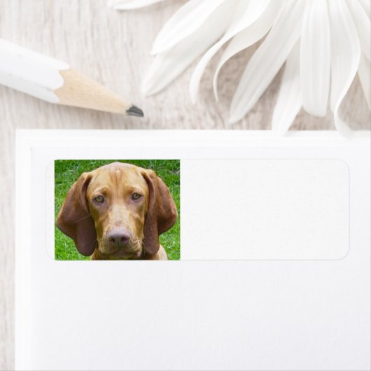 vizsla.png etiket (Insitu)