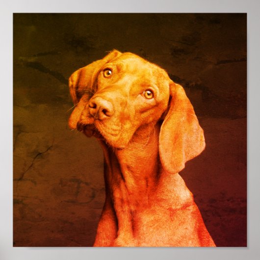 Vizsla Poster (Voorkant)