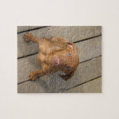 Vizsla pup legpuzzel (Horizontaal)