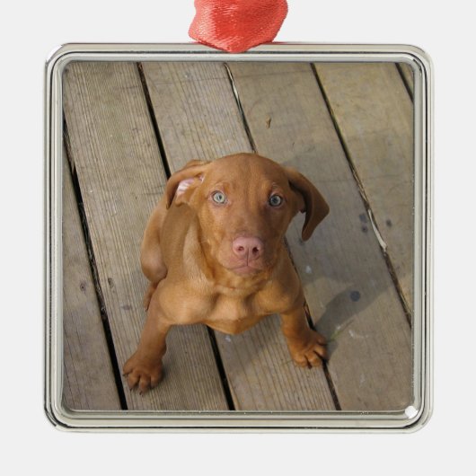 vizsla puppy metalen ornament (Voorkant)