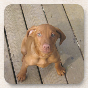 vizsla puppy onderzetter
