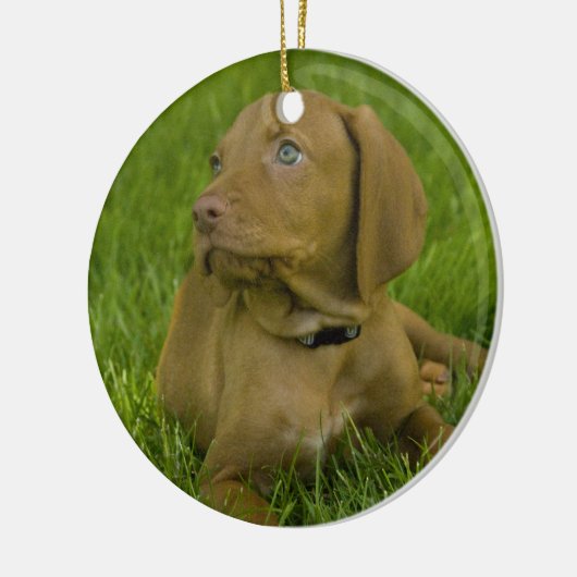 Vizsla puppy Ornament (Links)