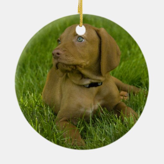 Vizsla puppy Ornament (Achterkant)